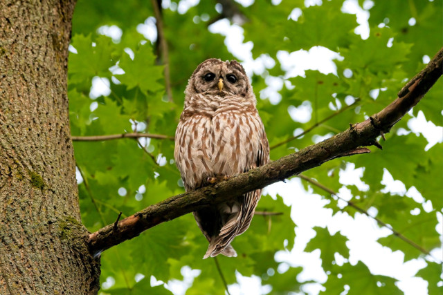 Barred Owl (Strix varia)