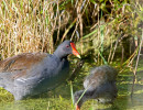 Common Gallinule (Gallinula galeata) with chick