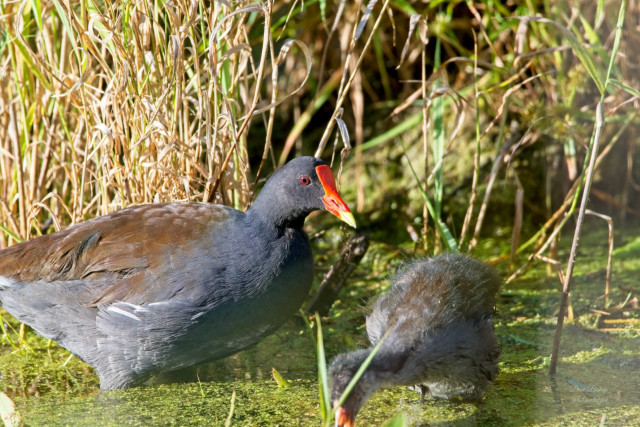 Common Gallinule (Gallinula galeata) with chick