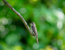 Eastern Wood-Pewee (Contopus virens)