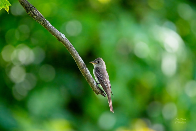 Eastern Wood-Pewee (Contopus virens)