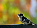 Downy Woodpecker (Dryobates pubescens)