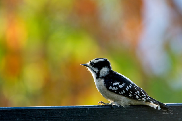 Downy Woodpecker (Dryobates pubescens)