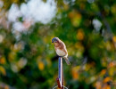 Eastern Bluebird (Sialia sialis)