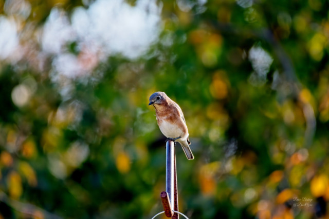 Eastern Bluebird (Sialia sialis)