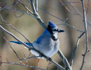 Blue Jay (Cyanocitta cristata)