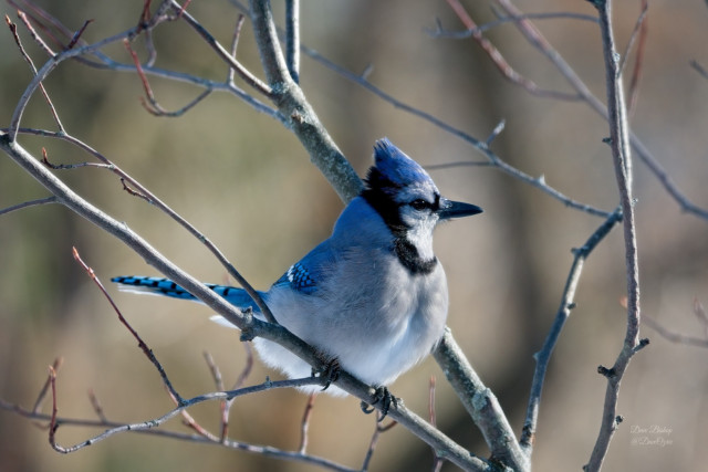 Blue Jay (Cyanocitta cristata)