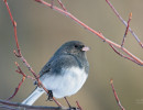 Dark-eyed Junco (Junco hyemalis)