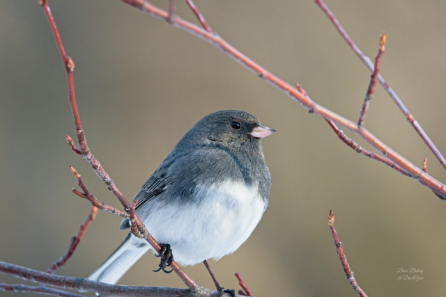 Dark-eyed Junco (Junco hyemalis)