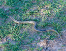 Common garter snake