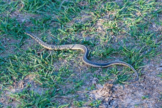 Common garter snake