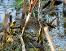 Sora (Porzana carolina) catching a bloodsucker
