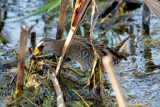 Sora (Porzana carolina) catching a bloodsucker