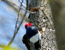 Red-headed Woodpecker (Melanerpes erythrocephalus)
