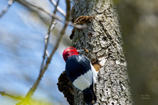 Red-headed Woodpecker (Melanerpes erythrocephalus)