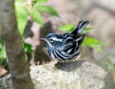Black-and-white Warbler (Mniotilta varia)