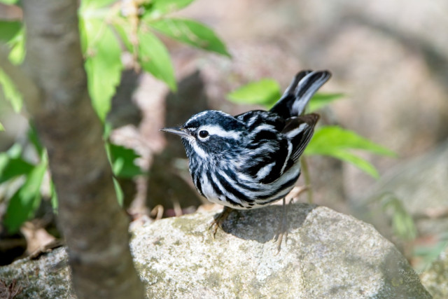 Black-and-white Warbler (Mniotilta varia)