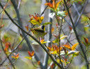 Common Yellowthroat (Geothlypis trichas)