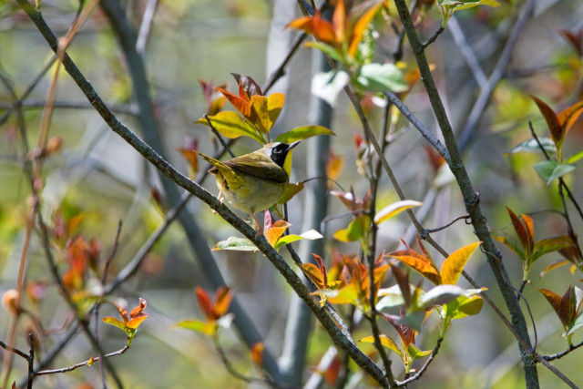Common Yellowthroat (Geothlypis trichas)