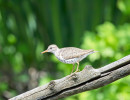 Spotted Sandpiper (Actitis macularius)