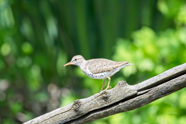 Spotted Sandpiper (Actitis macularius)