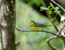 Canada Warbler (Cardellina canadensis)