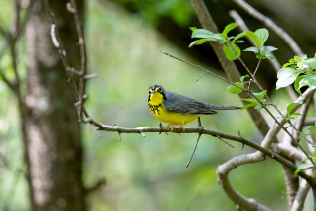 Canada Warbler (Cardellina canadensis)