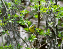 Canada Warbler (Cardellina canadensis)