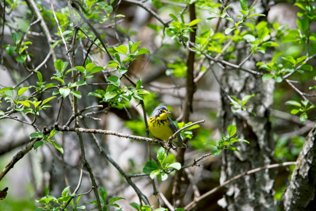 Canada Warbler (Cardellina canadensis)