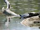 Softshell turtle