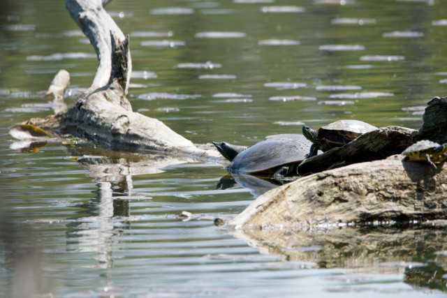 Softshell turtle