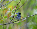 Black-throated Blue Warbler (Setophaga caerulescens)