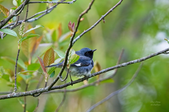Black-throated Blue Warbler (Setophaga caerulescens)