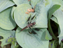 Common Whitetail (Plathemis lydia) dragonfly