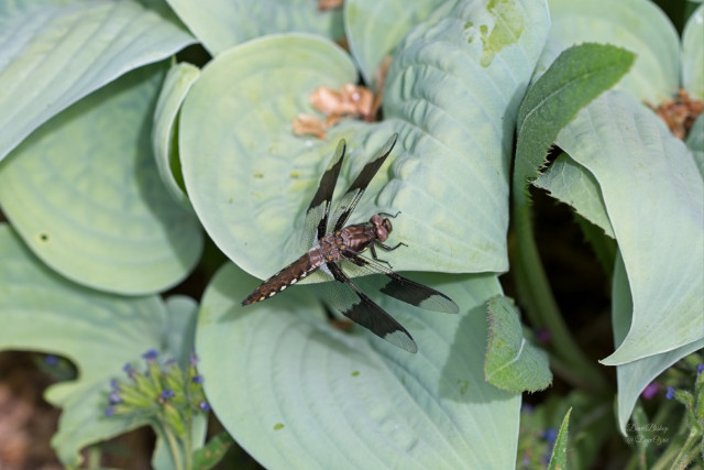 Common Whitetail (Plathemis lydia) dragonfly