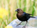 Brown-headed Cowbird (Molothrus ater)