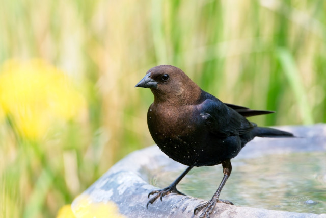 Brown-headed Cowbird (Molothrus ater)