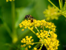 Small native bee on goldenrod flower
