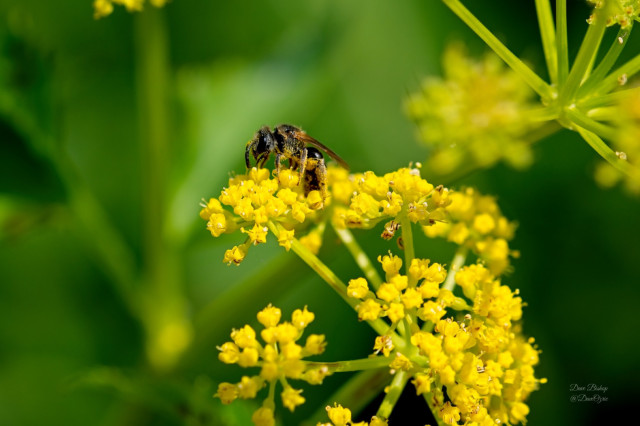Small native bee on goldenrod flower