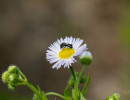 Small native carpenter bee on fleabane flower