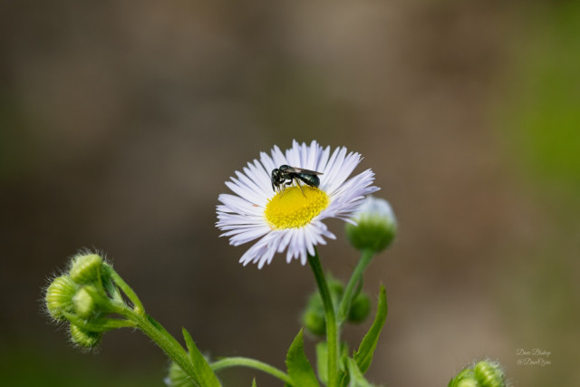 Small native carpenter bee on fleabane flower