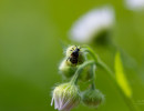 Wedge-shaped beetle