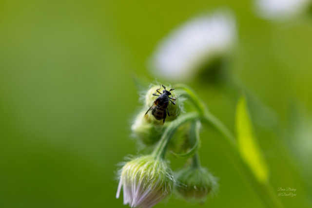 Wedge-shaped beetle