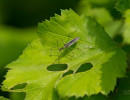 Pale Green Assassin Bug (Zelus luridus)