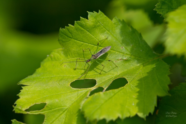 Pale Green Assassin Bug (Zelus luridus)