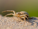 Crab spider