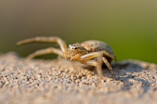 Crab spider