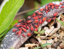 Eastern Boxelder Bug (Boisea trivittata) nymphs