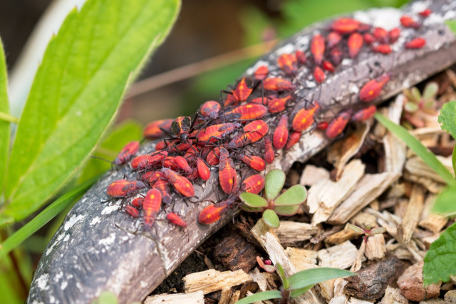 Eastern Boxelder Bug (Boisea trivittata) nymphs
