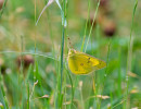Clouded Yellows (Genus Colias) buttterfly